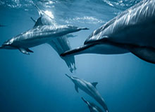 雅典奥运会男篮集锦：姚明39分13篮板，中国力克新西兰